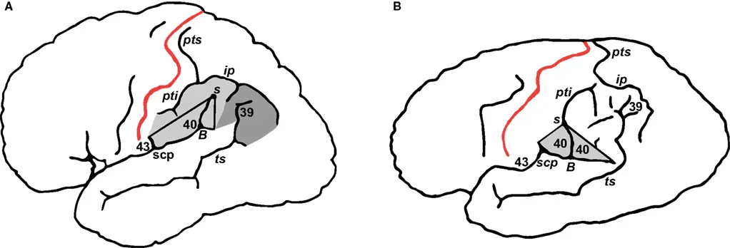 Einstein iq brain